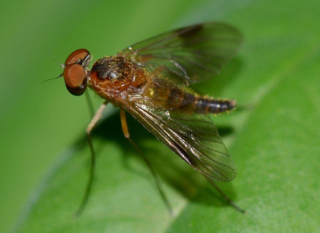 C. cf. luteolus maschio (Rhagionidae)